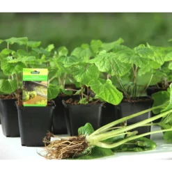 Wasabi -Angebote Biohort Store 20120718 WE MO 001 Wasabi Gs kleine Planzen 03