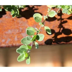 Palatino Cortenstahl-Pflanzgefäß Lotte -Angebote Biohort Store 2015279 WE MO 004 PalatinoPflanzkastenLotte100