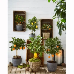 Zitronat-Zitrone 'Buddhas Hand' -Angebote Biohort Store 20171103 PR MO 001 CitrusGC23