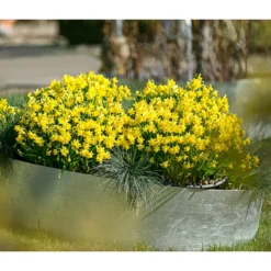 Narzissen 'Tête à Tête' In Seil-Korb, Ca. Ø26/H20 Cm 10 Narzissen 'Tête à Tête' In Seil-Korb, Ca. Ø26/H20 Cm -Angebote Biohort Store 20180403 WE MO 010 FruehlingSG