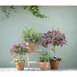 Kreuzblume, Stämmchen 10 Kreuzblume, Stämmchen -Angebote Biohort Store 20190418 PR MO 01 KuebelpflanzenPolygalaEucalyptus GC05 01