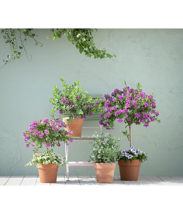 Kreuzblume, Stämmchen 5 Kreuzblume, Stämmchen – Bild 3