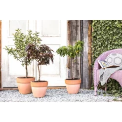 Dehner Zwergapfel 'Croquella' 7 Dehner Zwergapfel 'Croquella' -Angebote Biohort Store 20190626 PR MO 001 Zwerg undSaeulenobst GC10 2020