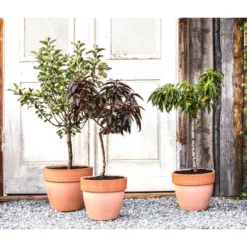 Zwergpfirsich 'Amber Pix Zee' -Angebote Biohort Store 20190626 WE MO 002 ZwergundSaeulenobst GC10 2020 2