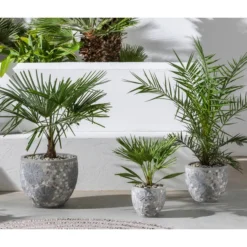 Hanfpalme 8 Hanfpalme -Angebote Biohort Store 20190912 WE MO 001 Palme