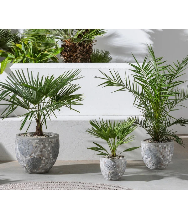 Hanfpalme 5 Hanfpalme – Bild 3