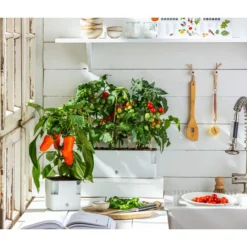 Pick-a-Tom® Cocktailtomate Mit Früchten, Rot -Angebote Biohort Store 20200604 WE MO 001 IndoorTomatePaprika 2021 GC11 1