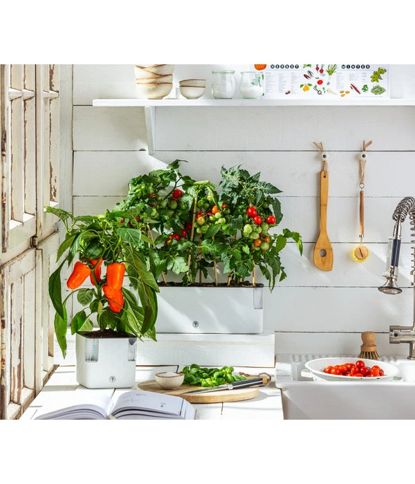 Pick-a-Pep® Paprika, Rot 5 Pick-a-Pep® Paprika, Rot – Bild 3