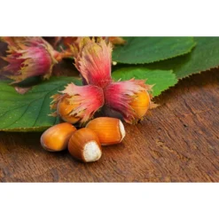 Dehner Haselnuss 'Rote Zellernuss' -Angebote Biohort Store 20200701 PR MO RoteZellernuss 32927418 123rf