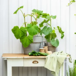 Mini Schlangengurke -Angebote Biohort Store 20200717 8842643 WE MO 002 CucurbitaePepoZucchiniGruen 2021 GC13 01