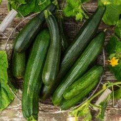 Mini Schlangengurke -Angebote Biohort Store 20200722 8830747 8831000 WE MO 001 GurkeEtikett