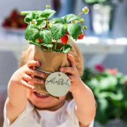 XXL Erdbeere 'Korona' -Angebote Biohort Store 20210624 8840944 8842155 WE MO 001 ErdbeerAmpel BL19 2022 03 4