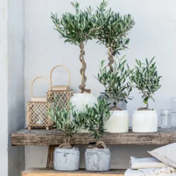 Olive, Busch, In Keramik, Ca. Ø16/H40 Cm -Angebote Biohort Store 20221005 WE MO 002 Olivenarrangement GC05 2023