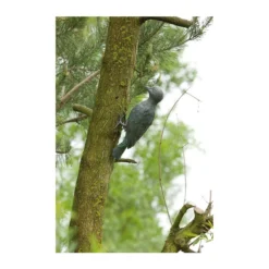 Rottenecker Bronzefigur Specht