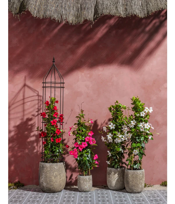 Dehner Premium Obelisk Odin 9 Dehner Premium Obelisk Odin – Bild 7