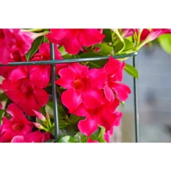 Dehner Halbobelisk -Angebote Biohort Store 2481596 2481927 2481976 WE DE 006 HalbobeliskObeliskStaudenhalter