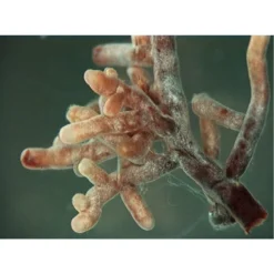 Mykorrhiza Soluble, 30 G -Angebote Biohort Store 2537132 2360626 WE FS 001 MykorrhizaaufWurzel