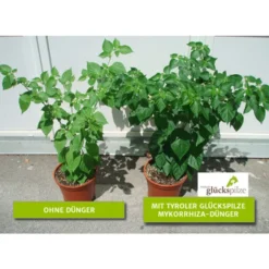 Mykorrhiza Soluble, 30 G -Angebote Biohort Store 2537132 2360626 WE FS 001 Mykorrhizachillibeschriftet