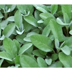 Dehner Gourmet Garten Salbei -Angebote Biohort Store 2782373 BildD 001 GourmetGartenSilbersalbeiCulinariaGgSalbeiCulinaria