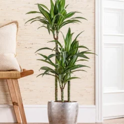 Dehner Keramik-Übertopf Rosella, Bauchig, Silber 7 Dehner Keramik-Übertopf Rosella, Bauchig, Silber -Angebote Biohort Store 3136942 WE MO 008 TopfRosella PflanzeDesMonats