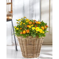 Rattan-Topf, Rund, Grau-braun -Angebote Biohort Store 3679347 3679362 3679578 WE MO 019 RattanTopfrundbraun