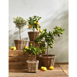 Rattan-Topf, Rund, Grau-braun -Angebote Biohort Store 3679347 3679362 3679578 WE MO 021 RattanTopfrundbraun