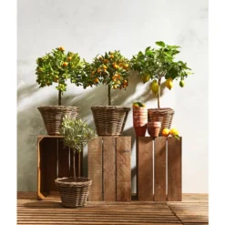 Rattan-Topf, Rund, Grau-braun -Angebote Biohort Store 3679347 3679362 3679578 WE MO 023 RattanTopfrundbraun