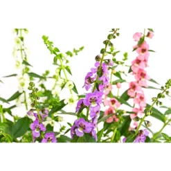 Engelsgesicht-Trio 5 Engelsgesicht-Trio -Angebote Biohort Store 4005716 PR DE 001 AngeloniaTrioT12DehnerExpressHerzig