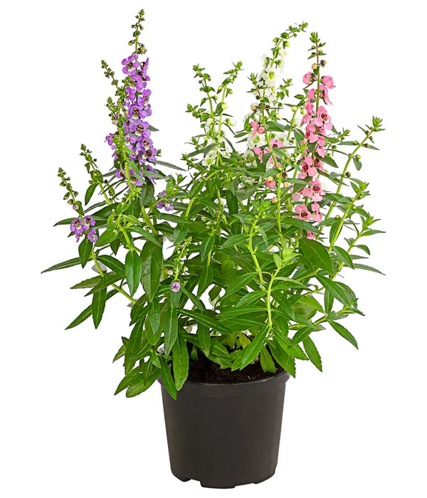 Engelsgesicht-Trio 3 Engelsgesicht-Trio