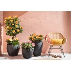 Zimmerhibiskus - Hibiscus Rosa-sinensis, Stämmchen, Verschiedene Sorten -Angebote Biohort Store 4319398 PR MO 001 KunststoffTopfSchwarz