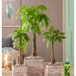 Dehner Grünpflanzen-Dünger, Flüssig, 500 Ml -Angebote Biohort Store 4418075 WE MO 002 DehnerGruenpflanzenDuengerfluessig500ml