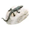 Rottenecker Bronzefigur Eidechse Auf Flusskiesel -Angebote Biohort Store 5349816 WE MO 001 RotteneckerBronzefigurEidechseaufFlusskiesel1