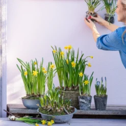 Narzissen 'Tête à Tête' In Birkentopf, Ca. Ø11 Cm -Angebote Biohort Store 6019111 WE MO 001 ZinkschaleNarzissen