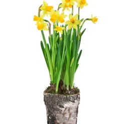 Narzissen 'Tête à Tête' In Birkentopf, Ca. Ø11 Cm -Angebote Biohort Store 6019129 WE FS 001 BirkentopfNarzisseTeteaTete11cm