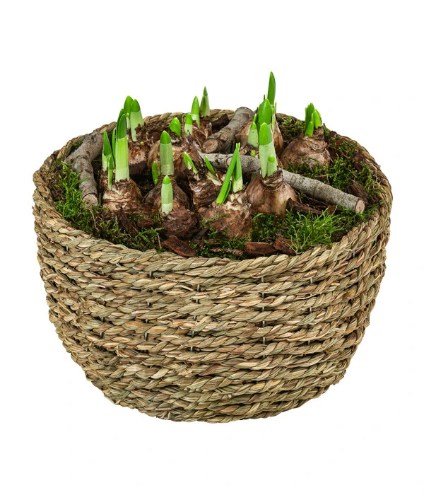 Narzissen 'Tête à Tête' In Seil-Korb, Ca. Ø26/H20 Cm