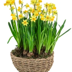 Angebote Biohort Store 22 Angebote Biohort Store -Angebote Biohort Store 6019137 WE FS 001 SeilkorbNarzissenTeteaTete26cm