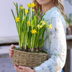 Narzissen 'Tête à Tête' In Seil-Korb, Ca. Ø26/H20 Cm 9 Narzissen 'Tête à Tête' In Seil-Korb, Ca. Ø26/H20 Cm -Angebote Biohort Store 6019137 WE MO 001 KorbNarzissen