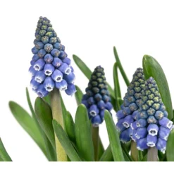 Traubenhyazinthen In Zinkschale, Ca. Ø29 Cm -Angebote Biohort Store 6019152 WE DE 001 MuscariMarleen2T11Traubenhyazinthe