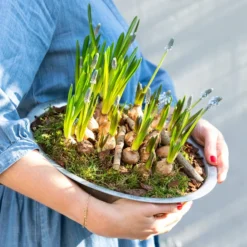 Traubenhyazinthen In Zinkschale, Ca. Ø29 Cm -Angebote Biohort Store 6019152 WE MO 001 ZinkschaleTraubenhyazinthen