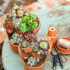 Hauswurz-Arrangement Terra Garten, In Terrakotta-Topf -Angebote Biohort Store 6023345 6441240 WE MO 001 HauswurzTerraGarten