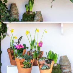 Hauswurz-Arrangement Terra Garten, In Terrakotta-Topf -Angebote Biohort Store 6023345 WE MO 001 TerraGartenSempervivum