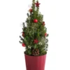 Geschmückter Weihnachtsbaum Antik -Angebote Biohort Store 6201933 WE FS 001 WeihnachtsbaeumchenAntikrot16cm