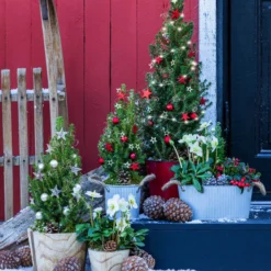 Geschmückter Weihnachtsbaum Linus -Angebote Biohort Store 6266050 WE MO 001 WeihnachtsbaumLinusRot15cm