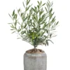 Olive, Busch, In Keramik, Ca. Ø16/H40 Cm -Angebote Biohort Store 6267488 WE FS 001 OleaEurop Busch40cmGrau