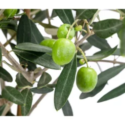 Olive, Busch, In Keramik, Ca. Ø16/H40 Cm -Angebote Biohort Store 6267579 WE DE 001 OleaEurop Stamm90cmWeiss