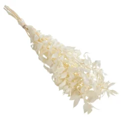 Trockenblumenbund Ruscus