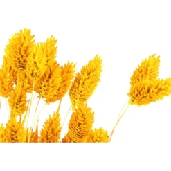 Trockenblumenbund Glanzgras, Gelb 7 Trockenblumenbund Glanzgras, Gelb -Angebote Biohort Store 6284202 PR DE 001 GlanzgrasgelbBundDehnerExpressHerzig