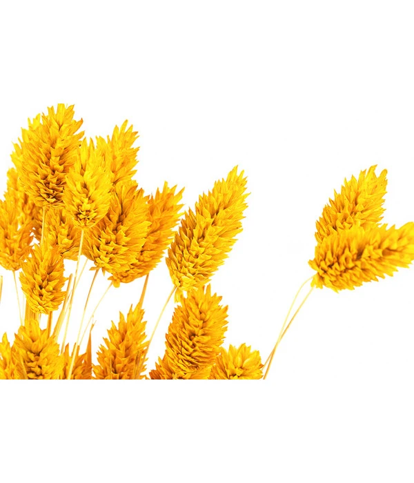 Trockenblumenbund Glanzgras, Gelb 5 Trockenblumenbund Glanzgras, Gelb – Bild 3