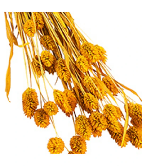 Trockenblumenbund Glanzgras, Gelb 4 Trockenblumenbund Glanzgras, Gelb – Bild 2