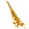 Trockenblumenbund Glanzgras, Gelb -Angebote Biohort Store 6284202 PR FS 001 GlanzgrasgelbBundDehnerExpressHerzig